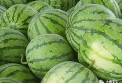 吃瓜买瓜新鲜的瓜小品