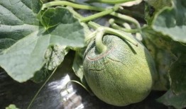 蘑菇吃瓜了,意外吃瓜引发的奇幻之旅