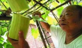 砍瓜可以吃吗,美味与营养并存的神奇食材