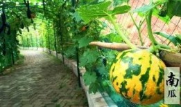 有趣的吃瓜构图