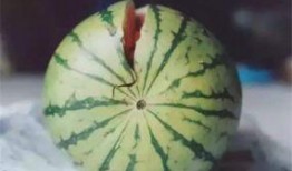 藤瓜直接吃吗,营养美味两不误