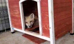 狐狸吃瓜,瓜界风云再起