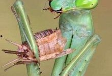 螳螂吃瓜图片大全,自然界的餐桌奇观