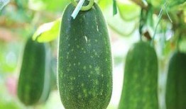 不能在家吃瓜,拒绝在家吃瓜的自律之道