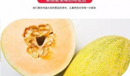 来哈密吃瓜上火,揭秘新疆美食与健康平衡之道