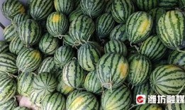 潍坊寒亭吃瓜,瓜果飘香，品味夏日田园风情