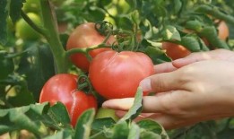 秋天别吃瓜,为何秋天不宜食用瓜类水果