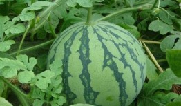 吃瓜怎么最快,速览娱乐圈风云