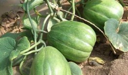 老了也吃瓜,老有所乐的“吃瓜”生活