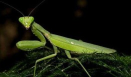 螳螂吃瓜图片大全,自然界的餐桌奇观