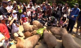 围观吃瓜违法吗,法律边界与道德考量