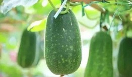 梦醒吃瓜解暑,夏日清凉一夏