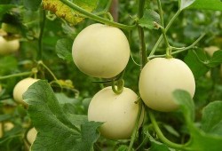 什么瓜能天天吃,揭秘“什么瓜能天天吃”的养生奥秘