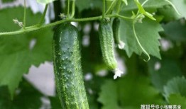 吃瓜打架网站推荐大全,吃瓜打架网站推荐大全，揭秘热门话题与热门人物！