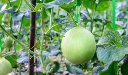 吃瓜嗓子哑,揭秘娱乐圈幕后真相