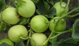 吃瓜的瓜是啥意思,网络流行语的趣味解读