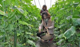 茶陵吃瓜,探寻地方特色美食之旅