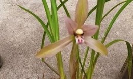 惜花花全集吃瓜,宫廷秘史中的宫廷八卦与宫廷美食