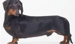 腊肠犬吃瓜,瓜果飘香中的欢乐时光