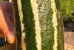 带你吃瓜是什么,带你领略“吃瓜群众”的趣味与智慧