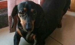 腊肠犬吃瓜,瓜果飘香中的欢乐时光