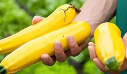 香蕉瓜如何吃,香蕉瓜的多重美味吃法探索