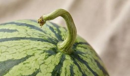 指人吃瓜,揭秘网络热议背后的真相与趣味