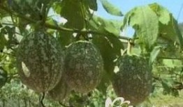 吊瓜外皮可以吃吗怎么吃,健康美味两不误