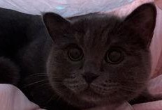 吃瓜的猫猫头,揭秘吃瓜猫猫头的趣味生活