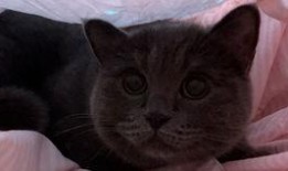 吃瓜的猫猫头,揭秘吃瓜猫猫头的趣味生活