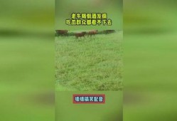 吃瓜群众 老牛,老牛事件背后的真相与反思