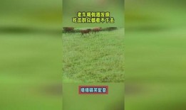 吃瓜群众 老牛,老牛事件背后的真相与反思