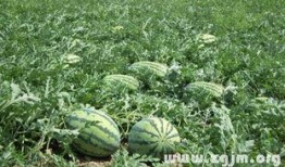 梦见摘捎瓜吃,揭秘摘捎瓜吃的神秘寓意