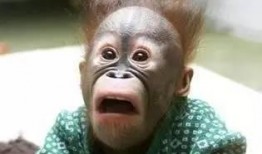 大马猴吃瓜的视频