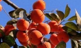 柿柿吃瓜,揭秘水果界的甜蜜诱惑