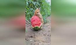 兔子吃瓜行吗,趣味横生的生态奇观