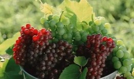 吃瓜不吐葡萄皮福建,吃瓜不吐葡萄皮，品味独特民俗风情