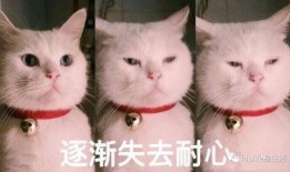 猫猫吃瓜的表情包,揭秘猫咪的幽默时刻