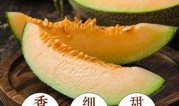 智博长清吃瓜,一场吃瓜盛宴背后的科技魅力