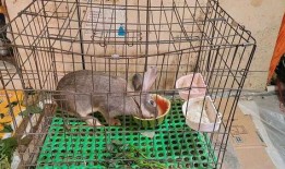 兔子吃瓜行吗,趣味横生的生态奇观