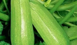 殿前吃瓜,揭秘宫廷中的吃瓜众生相