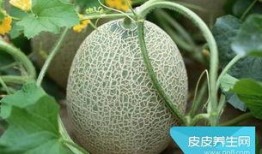 吃完肉吃哈密瓜,哈密瓜后的完美收尾