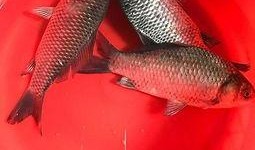 鲫瓜鱼怎样吃,鲫瓜鱼的多重美味吃法探索