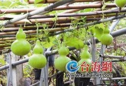 咳嗽可以吃葫芦瓜,缓解咳嗽的天然良药