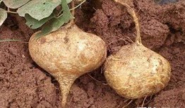 土瓜怎么吃营养,解锁健康美味新选择