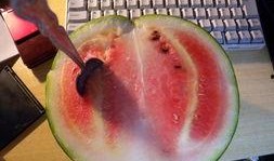 蒙古哥吃瓜,揭秘草原上的娱乐新风尚