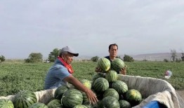 北塬吃瓜,揭秘当地特色美食背后的故事