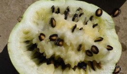 甘肃吃籽瓜视频,吃籽瓜的趣味体验，解锁夏日清凉新方式