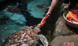 吃瓜海龟汤,揭秘海洋生物的趣味生活
