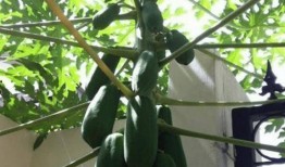 扶手瓜怎么吃呢,探索美味与营养的完美结合